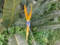 /album/fiori1/p3083349-2-jpg1/